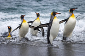King Penguins surfing a wave on South Georgia in the Antarctic