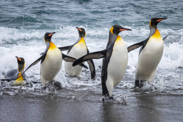 King Penguins surfing a wave on South Georgia in the Antarctic King Penguins surfing a wave onto a beach on South Georgia in the Antarctic. Wildlife Photography on an expedition to South Georgia and the Falkland Islands. king penguin stock pictures, royalty-free photos & images