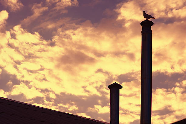 fondo de cielo en puesta de sol con aves siluetas de pigeon - pigeon young bird zoo air fotografías e imágenes de stock