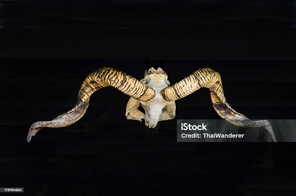 Tierische Schädel mit geschwungenen Hörner auf isoliert schwarz-Bildschirm - Lizenzfrei Ziege Stock-Foto