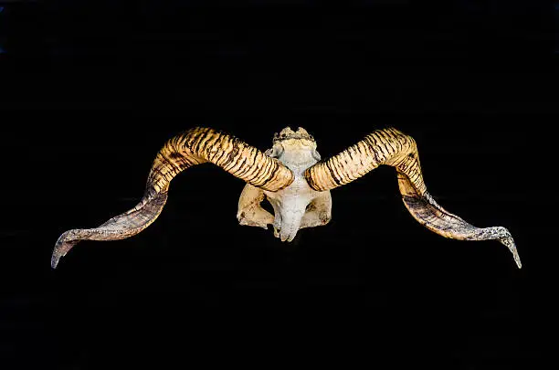 Photo of Animal skull with curved horns on isolated black screen