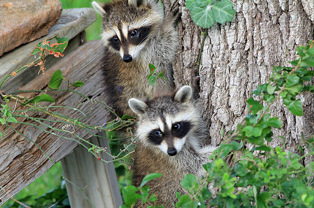 istock Baby Raccoons Hiding from Danger 178984909