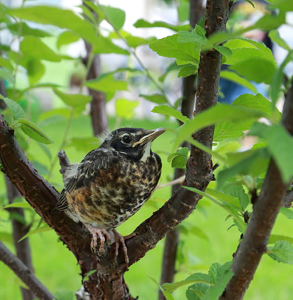 Bird in a tree stock photo