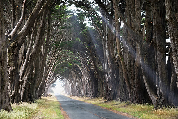 istock Road covered by a canopy of trees. 178985029