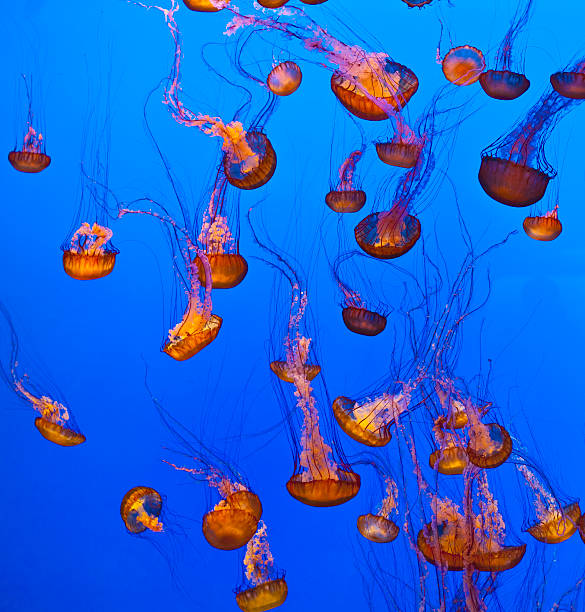 istock jelly fish in the blue ocean 178985089
