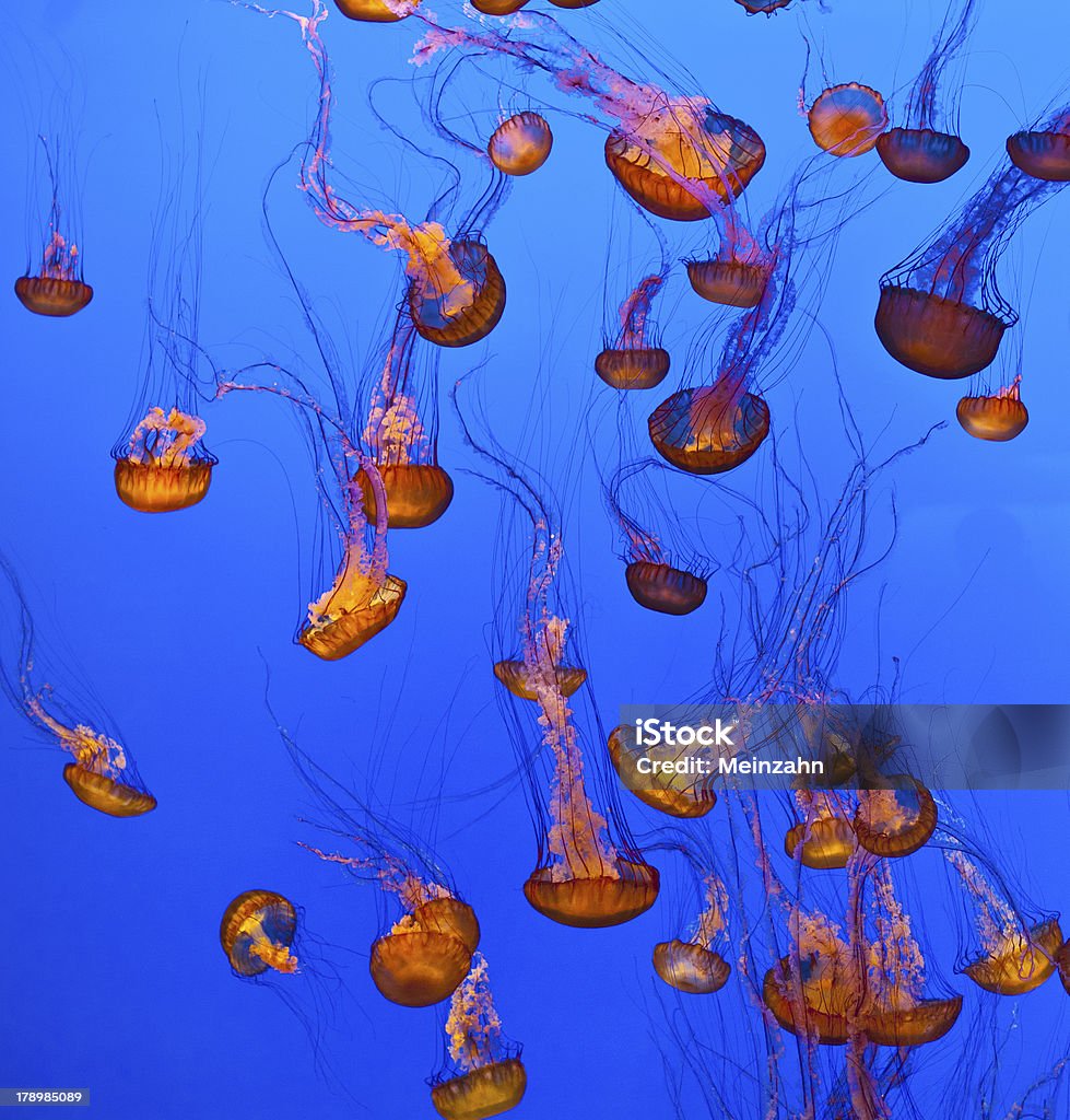 Geleia de peixe no mar azul - Foto de stock de Abstrato royalty-free
