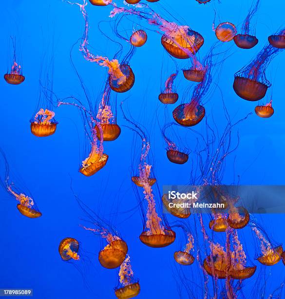 Peixe De Berlim No Oceano Azul - Fotografias de stock e mais imagens de Abstrato - Abstrato, Animal, Azul