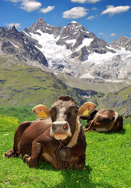 istock Cow lying in the meadow 178985426