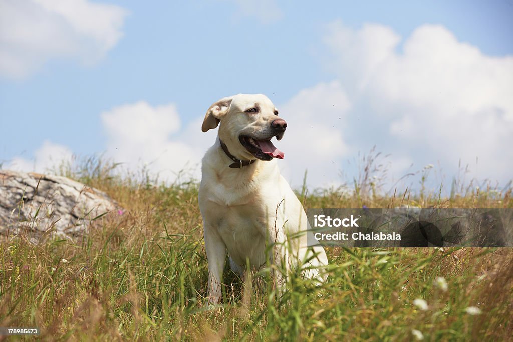 Dog on meadow Yellow labrador retriever on summer meadow Animal Mouth Stock Photo