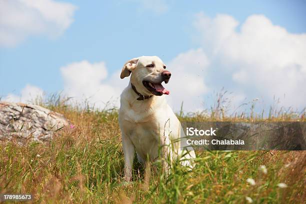 Dog On Meadow Stock Photo - Download Image Now - Animal Mouth, Animal Tongue, Beauty In Nature