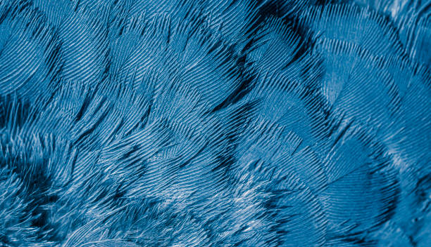 istock blue feather pigeon macro photo. texture or background 1789858602