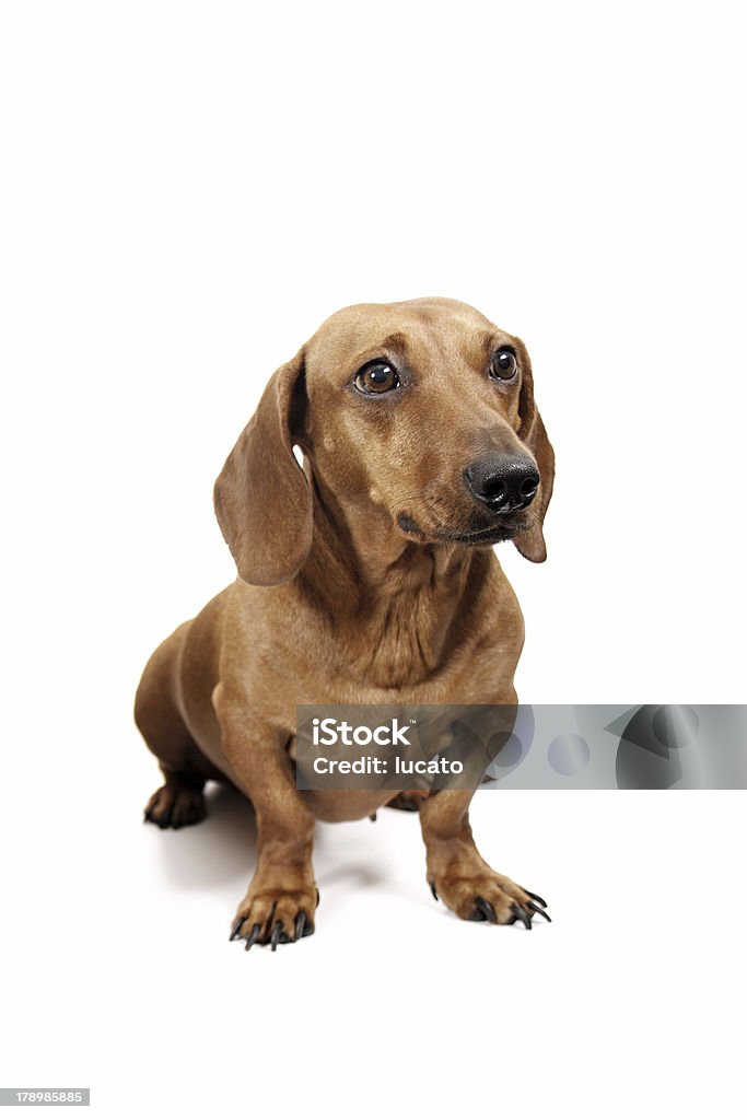 Perro tejonero - Foto de stock de Animal libre de derechos