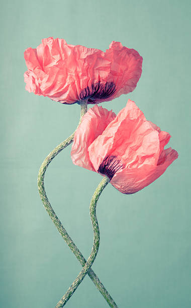 istock Two pink poppy flowers on a green background 178985958