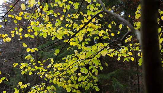 The yellow of ginkgo leaves soft focus
