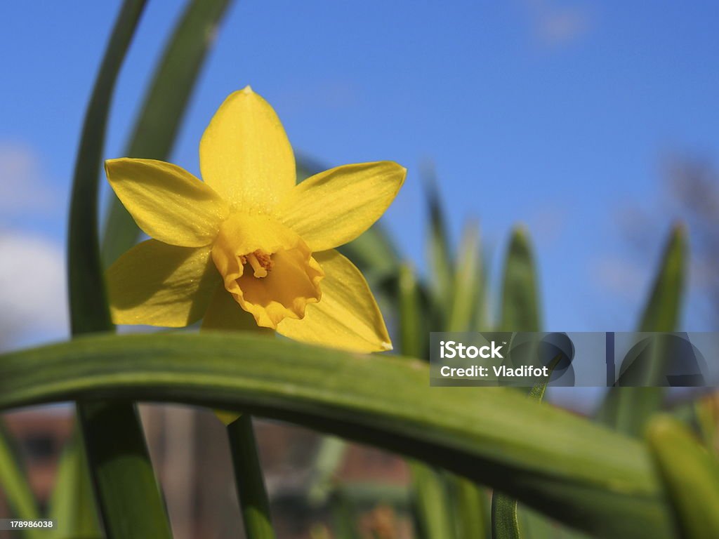 narcissus OMD E-M5 Adult Stock Photo