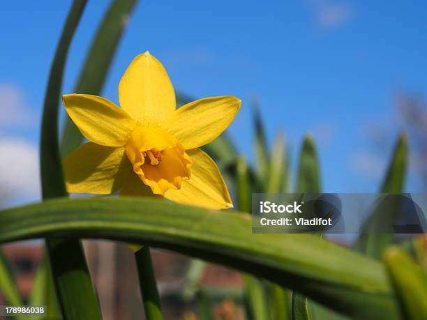 Narcissus Stock Photo - Download Image Now - Adult, Beautiful People, Beauty
