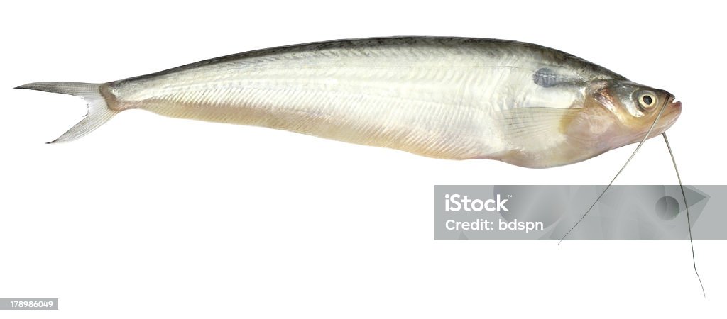 Fresh Water Pabda Fish Stock Photo - Download Image Now - Fish, Animal Fin,  Animal Scale - iStock