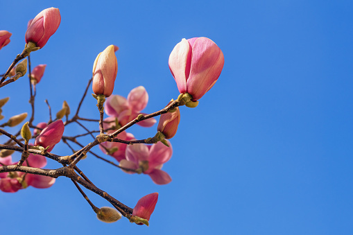 Spring flowers. Beautiful pink flowers of magnolia tree against blue sky. Magnolia soulangeana