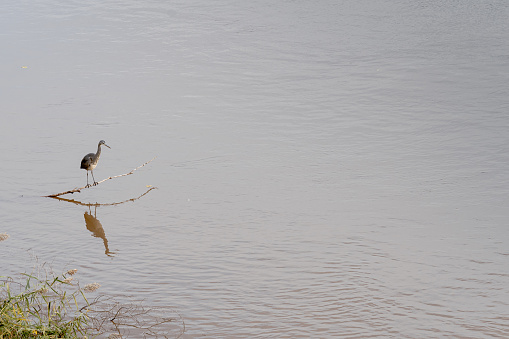 Attentively perched on a branch on the Duero river, a Sumatran Heron (Ardea sumatrana) pelecaniform bird observes the water current.