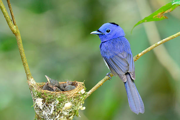 istock Black-naped Monarch or  blue flycatcher 178986982