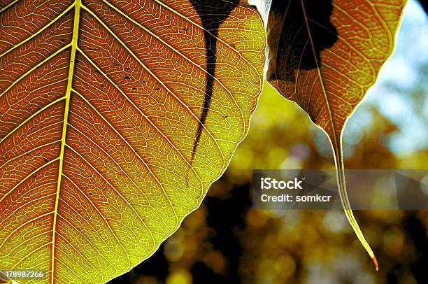 Hoja De Oro De Árbol Bodhi Foto de stock y más banco de imágenes de Admiración - Admiración, Aire libre, Bodhgaya