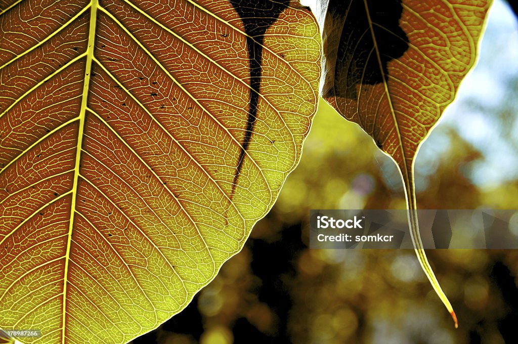 Folha de Ouro de bodhi Árvore - Royalty-free Admiração Foto de stock