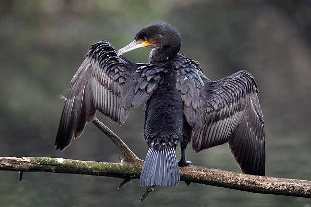 istock Cormorant, Phalacrocorax carbo 178987346