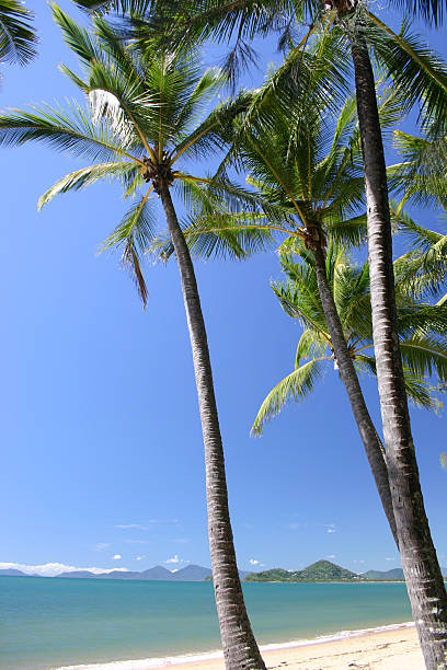 istock Palm trees on beach with mountain horizon 178987444