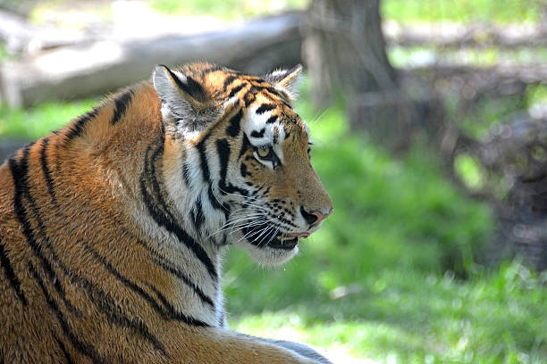 Tiger stock photo