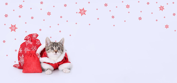 Cat in Santa costume. Christmas presents. Kitten Santa Claus on white background. Xmas Greeting card. Merry Christmas. Cat looks at the camera. New Year shopping sale concept. Happy New Year Snowflake