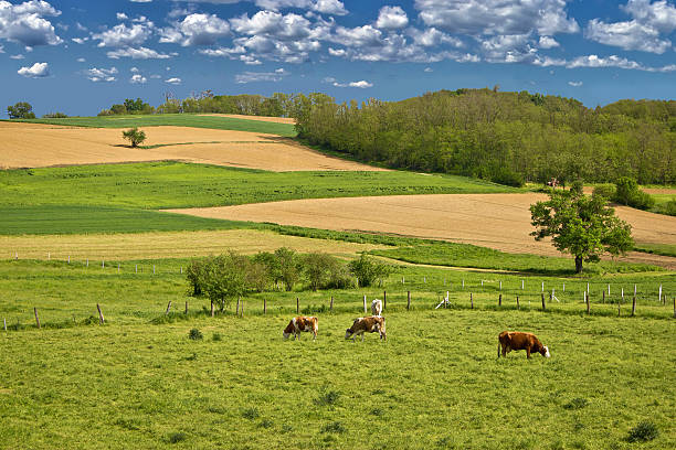 istock Cow herd in green landscape 178987726