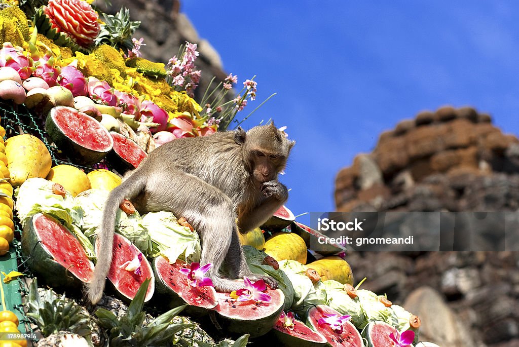 Monkey Buffet Festival In Thailand Stock Photo - Download Image Now - Monkey,  Lopburi Province, Banquet - iStock