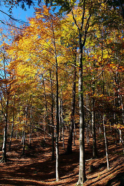 herbstwald - herbstwald foto e immagini stock