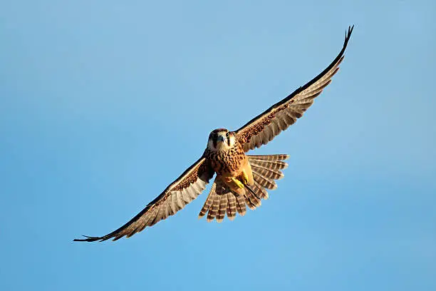 Lanner falcon (Falco biarmicus) in flight against a blue sky, South Africa