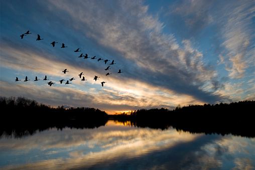 Geese landing on the bay at sunset.