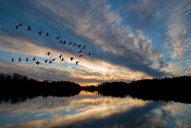 Group of geese flying over a lake Geese landing on the bay at sunset. canada goose stock pictures, royalty-free photos & images