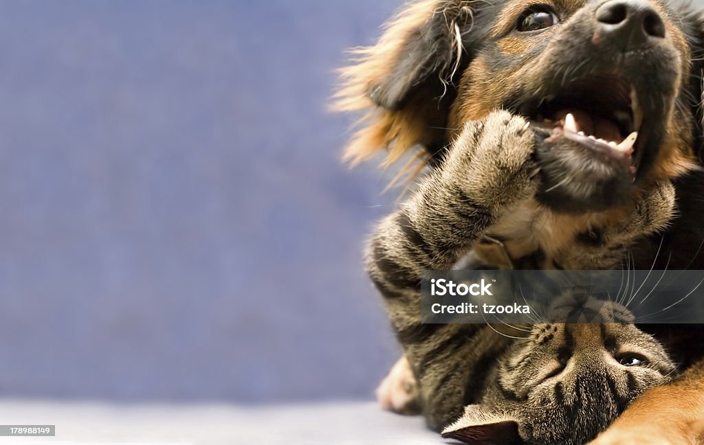 puppy and kitten Dog Stock Photo