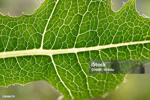 Mil Plante - Fotografias de stock e mais imagens de Carvalho - Carvalho, Claro, Clorofila