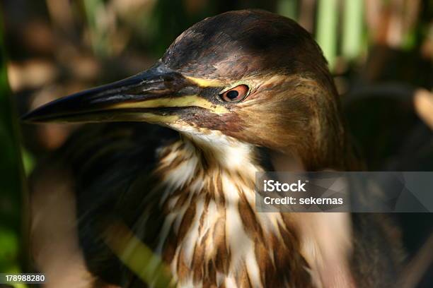 Tarabuso Americano - Fotografie stock e altre immagini di Animale - Animale, Animale selvatico, Becco