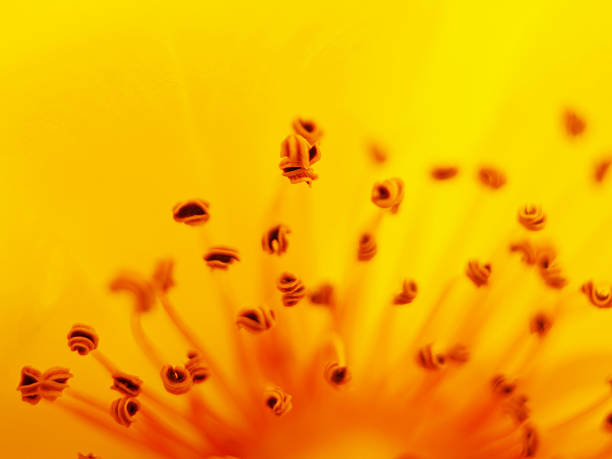 istock Extreme macro of a yellow rose inside 178988397