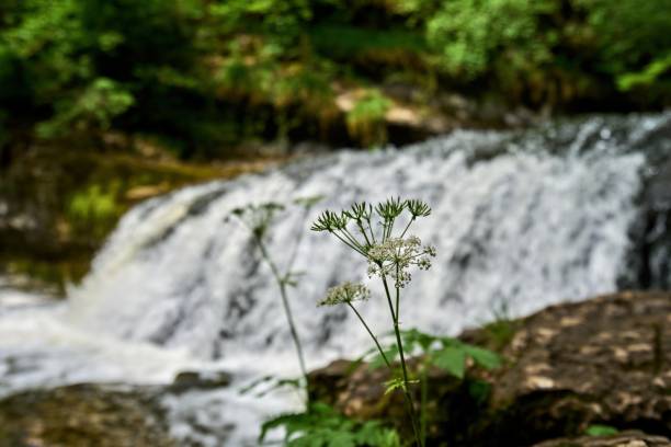 Jura, France, Cascades du Herrison