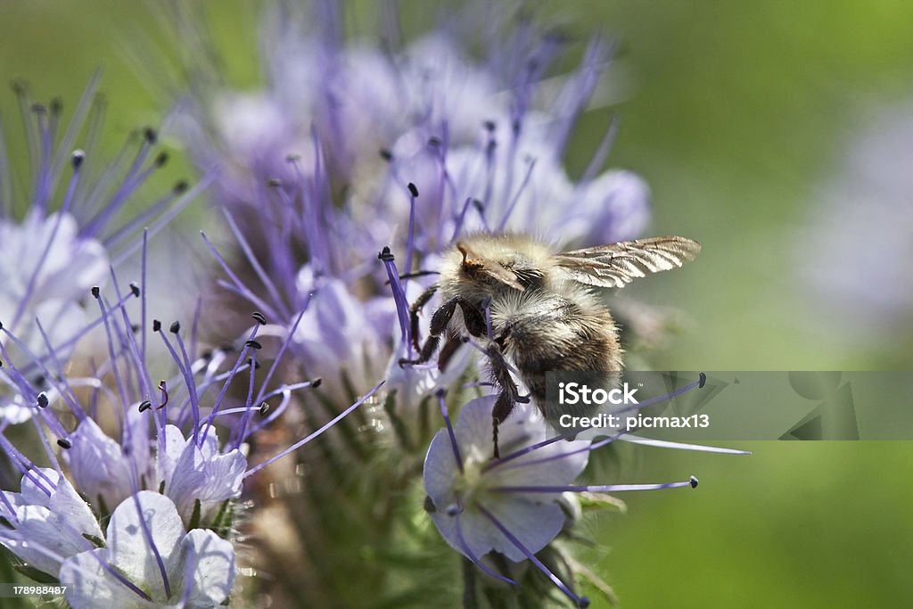 Pszczoła na Facelia kwiaty - Zbiór zdjęć royalty-free (Bee Fly)