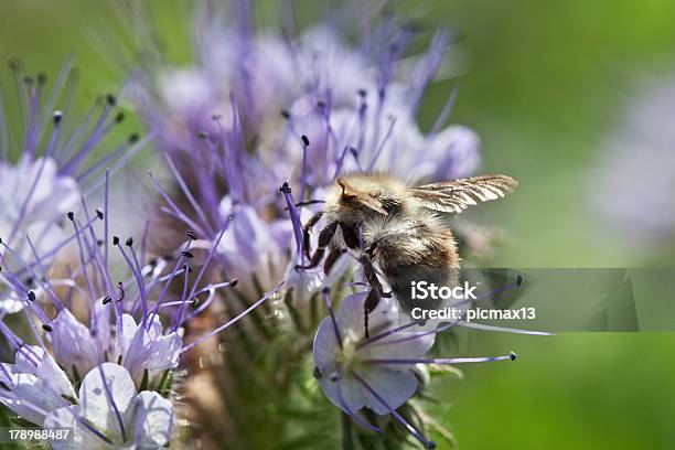 Bee Flowers On The Phacelia — стоковые фотографии и другие картинки Bee Fly - Bee Fly, Без людей, Близко к