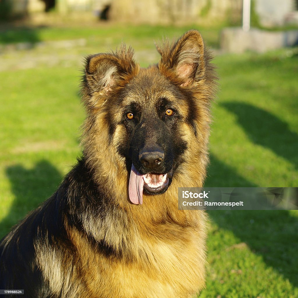 可愛らしいと面白いドイツ羊飼いの子犬の正方形の構図 - イヌ科のロイヤリティフリーストックフォト