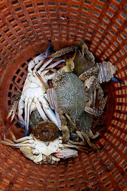 istock Fresh Crabs in the market 178988565