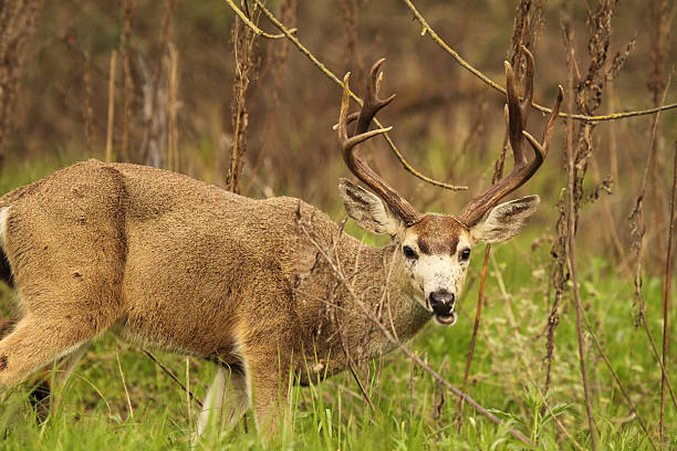 Troféu preto-de-cauda-Deer Buck - fotografia de stock