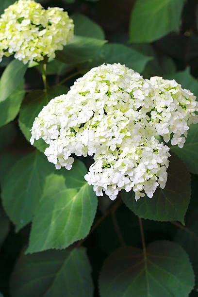 blooming hortensia - hortense photos et images de collection