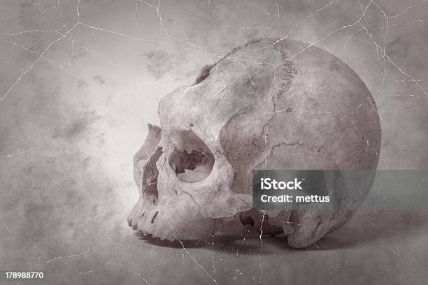Vista Lateral Do Crânio Humano Antigo Fotografia - Fotografias de stock e mais imagens de Anatomia - Anatomia, Assustador, Ausência