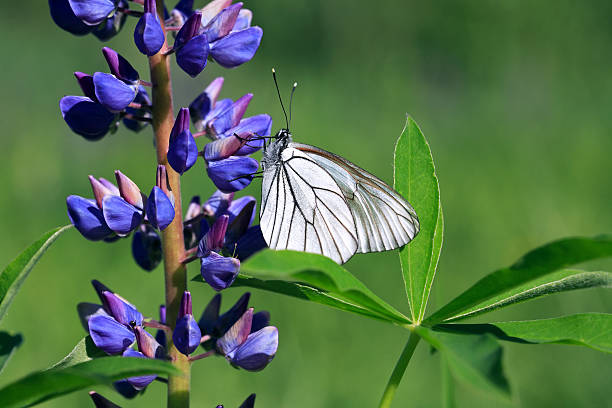 borboleta em flor - lupine single flower flower blue imagens e fotografias de stock