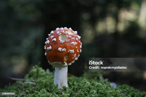 Fliegenpilz Im Gras Stockfoto und mehr Bilder von Baumbestand - Baumbestand, Boletus Sp, Champignon - Speisepilz